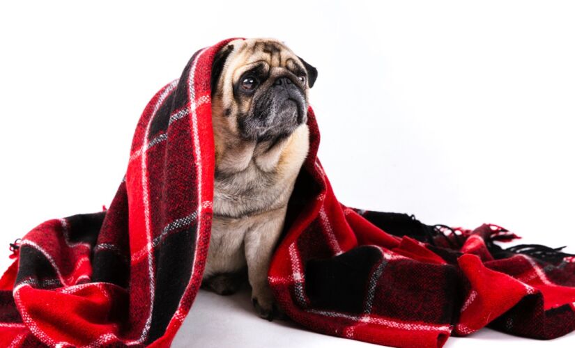 Nem todos os cães reagem da mesma forma ao frio. Observar o comportamento do pet e manter um diálogo constante com o veterinário é a melhor forma de garantir uma rotina segura e saudável.