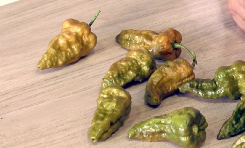 Pimenta foi resultado de 10 anos de cultivo e muita pesquisa