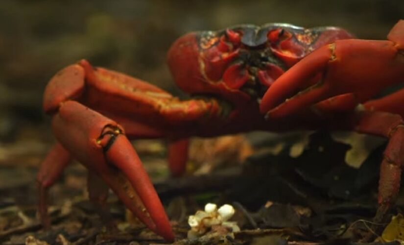 Caranguejo-vermelho durante migração anual na Ilha de Natal