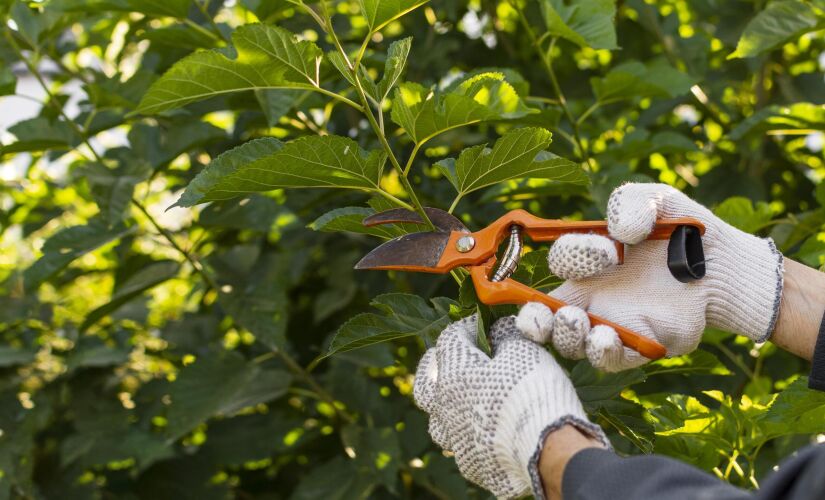 A poda contribui para a saúde das flores e facilita a hibernação ou brotação 