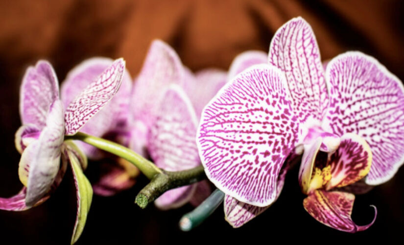 Entenda como adubar no momento certo e descubra o que realmente faz diferença no cultivo das orquídeas.
