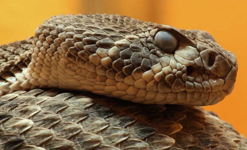 Cascavéis, jararacas e corais-verdadeiras são indicadas como as mais perigosas