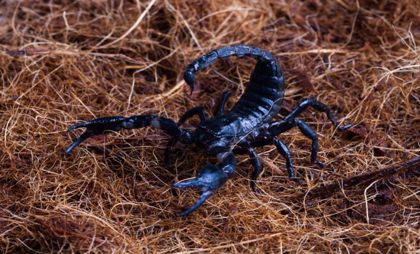 O animal representa um grande risco para os seres humanos