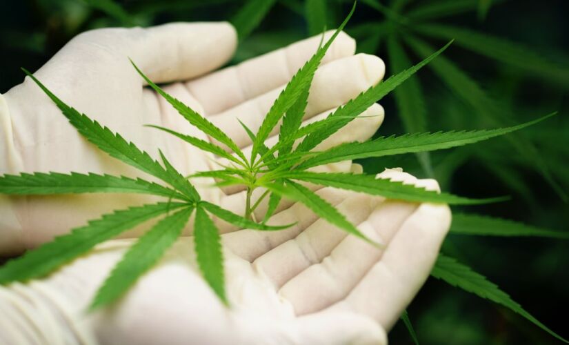 Estudo revela que pessoas tem maior inclinação ao uso de Cannabis por causa genética