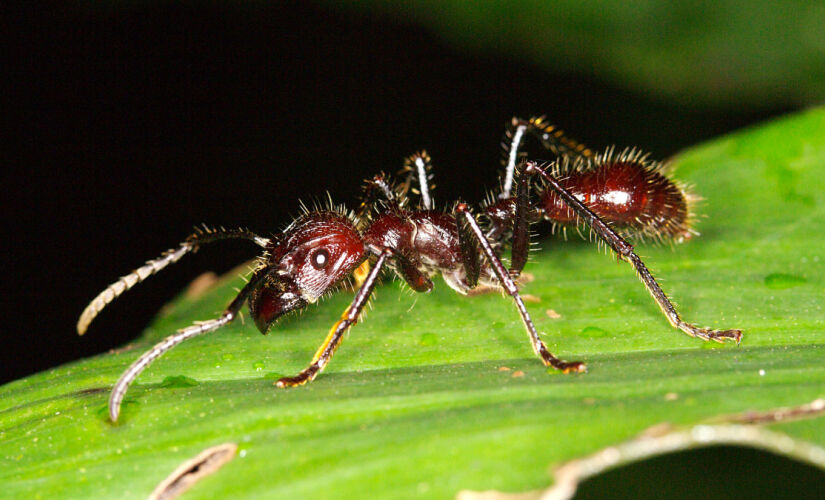 Formiga tocandira (Paraponera clavata) se prende à pele da vítima enquanto aplica repetidas ferroadas com um veneno neurotóxico dominado por poneratoxina