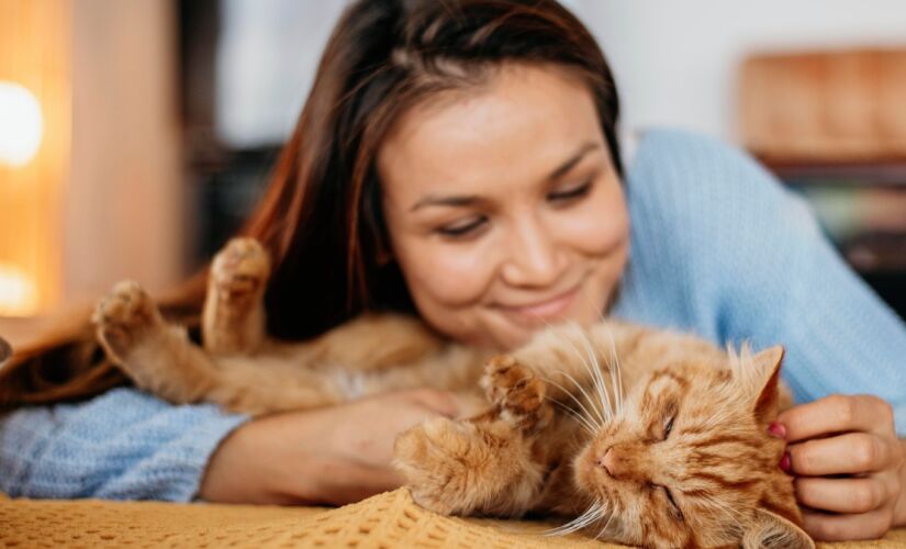 O crescimento da população felina no Brasil reflete uma mudança de comportamento dos tutores, que passaram a reconhecer o gato como um companheiro carinhoso e adaptável.