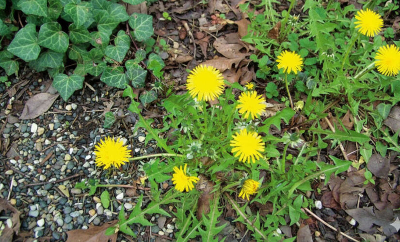 Descubra os benefícios e curiosidades do dente-de-leão, a planta pisada à toa em praticamente todo jardim.