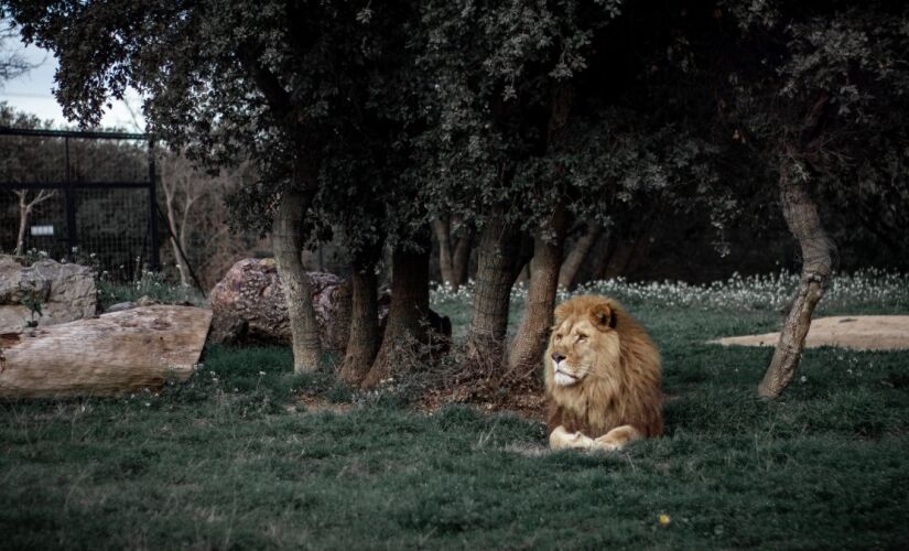 O caso do leão Guru marcou Goiânia e expôs os riscos de criar animais selvagens em casa