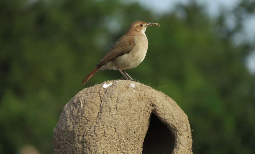 Constância e sacrifício: entenda por que o ninho de barro pode durar mais tempo do que muitos relacionamentos humanos.