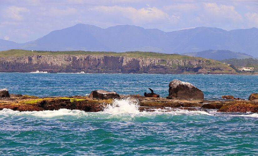 Ilha é ponto de econtro de leões marinhos