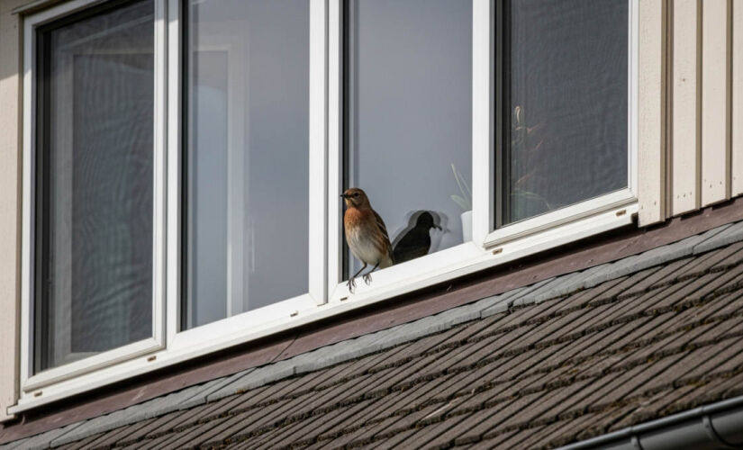 <h1>Passarinho batendo na janela? Entenda o que significa</h1>  <p><strong>Linha fina 1:</strong> Especialistas revelam por que pássaros, especialmente chapins, batem nas janelas no inverno e o que isso significa.</p> <p><strong>Linha fina 2:</strong> Cur