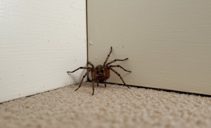 Pequena e discreta, a aranha-marrom pode se esconder facilmente dentro de casa