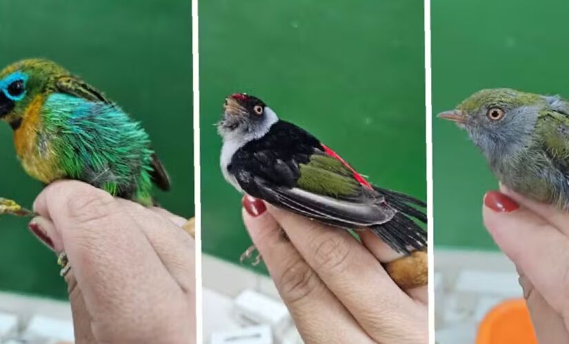Belga foi preso em Guarulhos ao tentar embarcar com 18 aves silvestres na mala