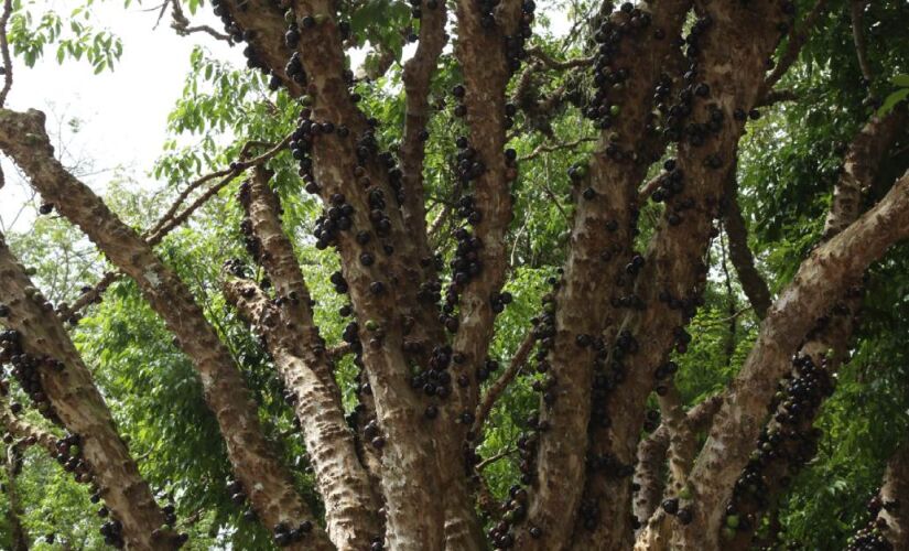Feira gastronômica terá produtos derivados da jabuticaba