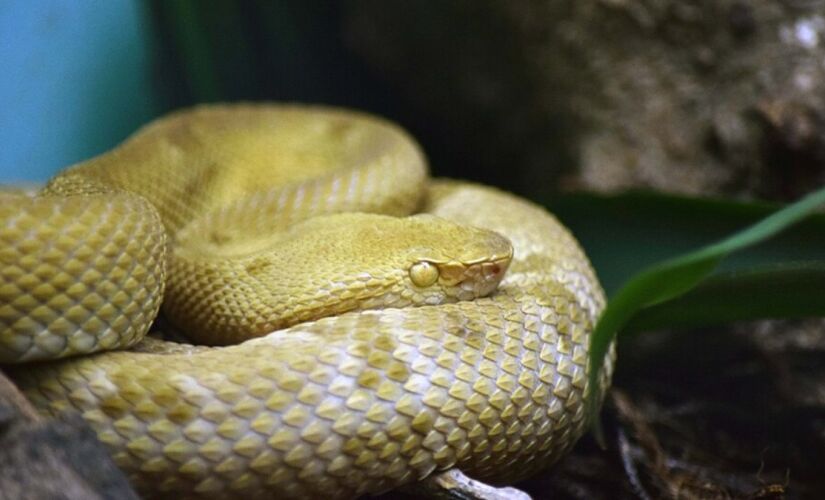 Pesquisador do Instituto Butatã revela quais são as cobras que só existem em ilhas brasileiras 