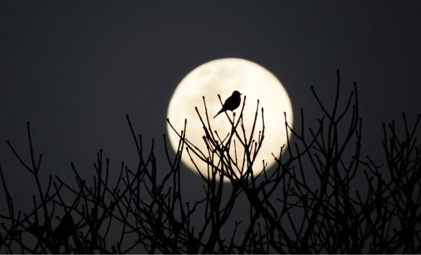 Astrônomos confirmam descoberta de asteroide que viaja ao lado da Terra e cria ilusão de uma segunda lua no céu