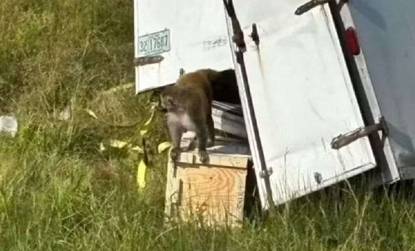 Caminhão transportava 21 macacos e capotou na estrada
