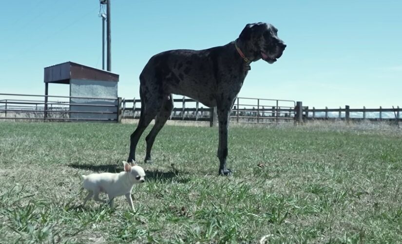 Cachorros tem mais de 90 centimetros de difereneça entre si