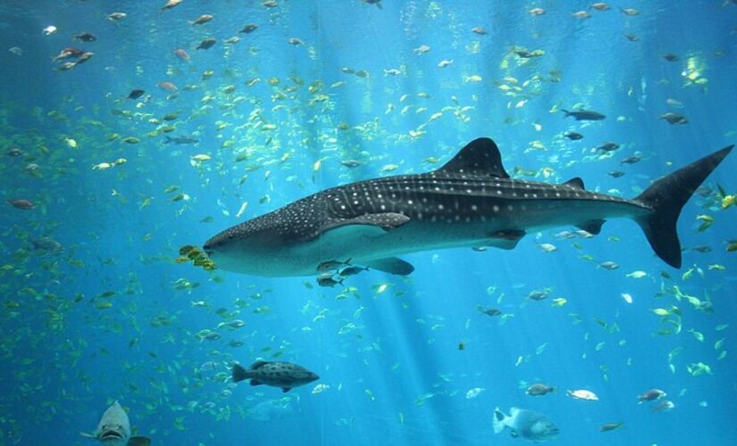 O tamanho do animal equivale a uma quadra inteira de vôlei ou a um prédio de seis andares