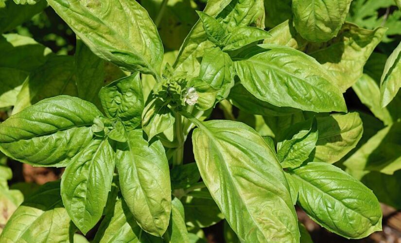 Existem plantas de fácil cultivo que podem afastar um dos problemas mais comuns para quem cuida de jardins