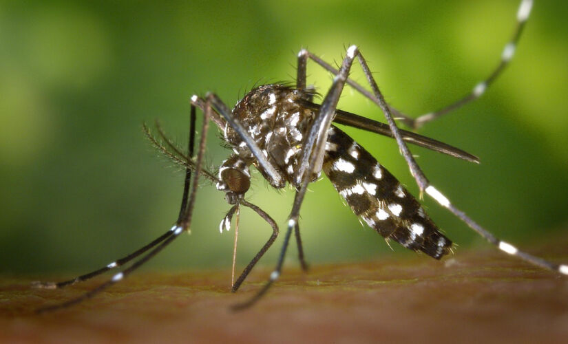 Dengue é a mais conhecida, mas o mosquito Aedes aegypti também é responsável pela transmissão da Zika e da Chikungunya