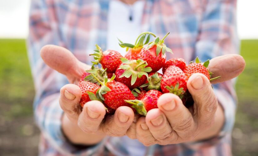 Quebrar a dormência das sementes é o segredo para uma germinação rápida e eficiente