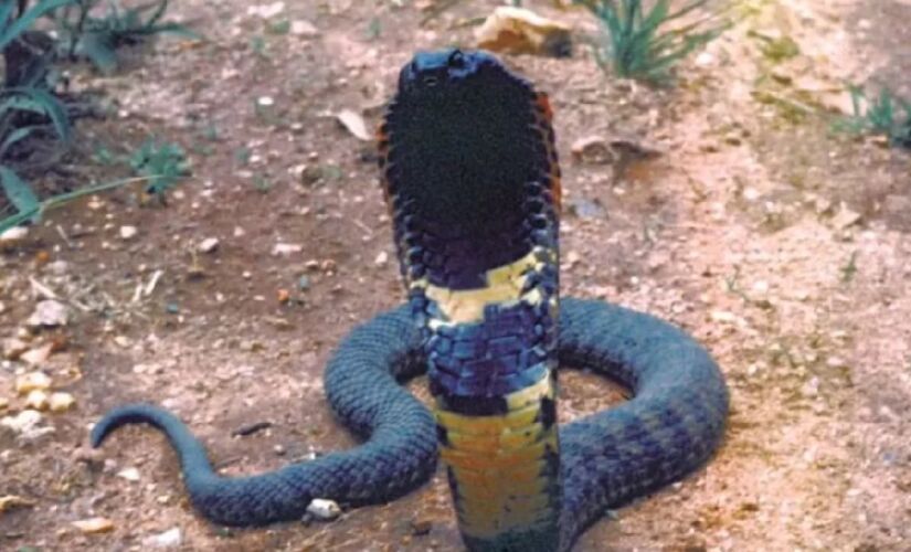 A evolução do veneno das cobras está ligada à evolução humana, segundo cientistas
