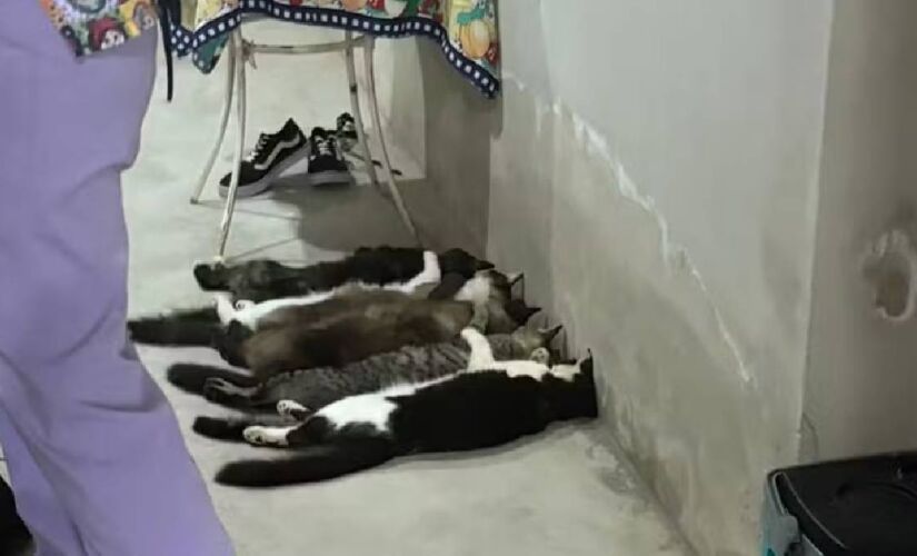 Pelo menos seis animais estavam desacordados no local, mas foram resgatados e socorridos