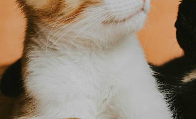 Descubra como a tecnologia ajuda a salvar a vida selvagem ameaçada por felinos invasores