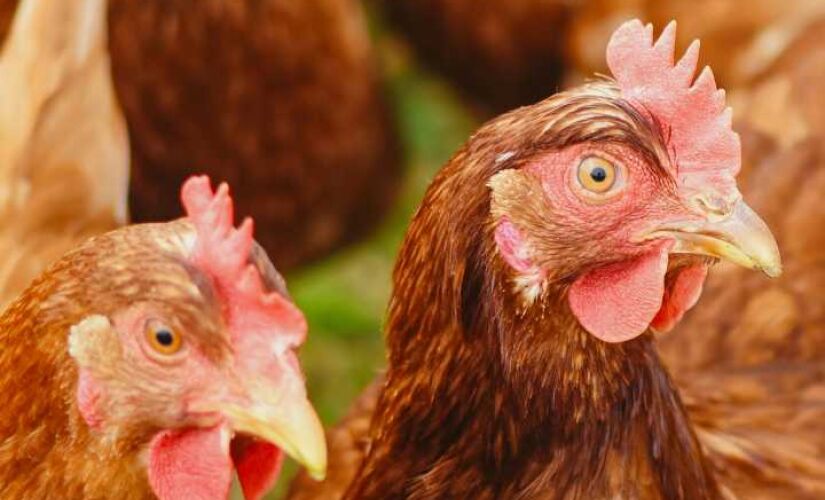 Impulsionada pela imigração japonesa, Bastos transformou o ovo em símbolo cultural