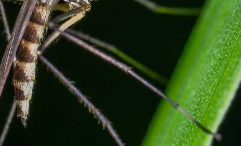 Clima extremo e solo vulcânico criaram um ecossistema hostil à maioria das pragas