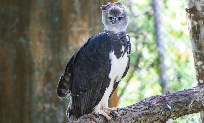 Fotografia rara mostra harpia em seu habitat natural e evidencia resultados de duas décadas de pesquisa