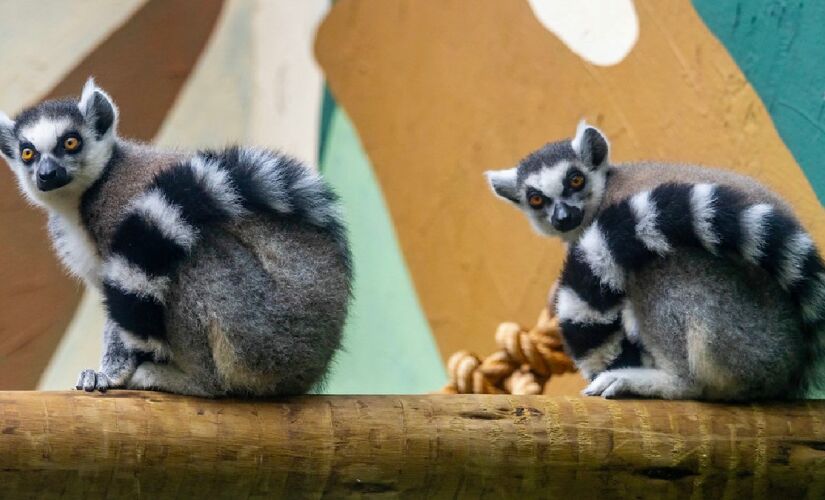 Lêmures são primatas conhecidos pela cauda longa com anéis pretos e brancos