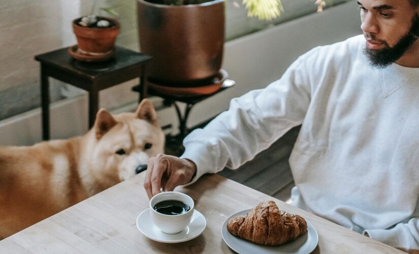 Cães podem ter fome constante por uma série de fatores