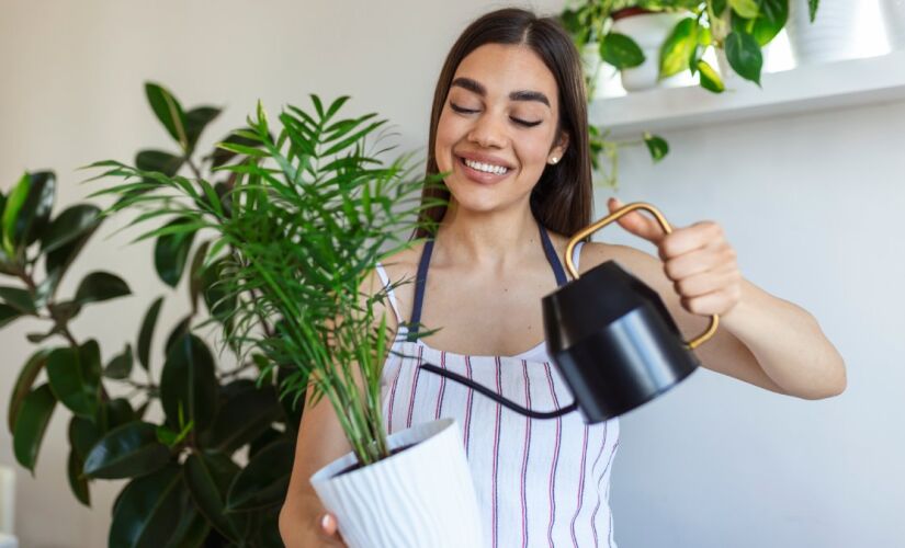 Algumas espécies de plantas, por estarem acostumadas com climas quentes e secos, não tem a necessidade de serem regadas todos os dias
