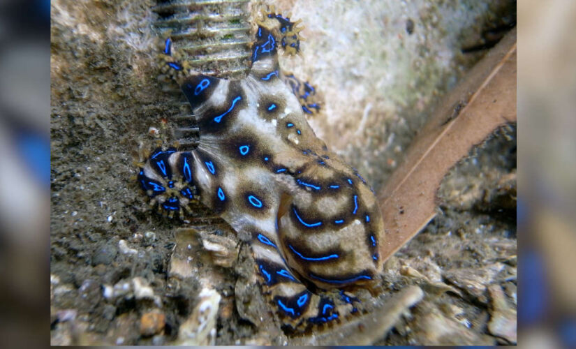 Polvo-de-anéis-azuis tem veneno mil vezes mais forte que o cianeto e pode matar em minutos