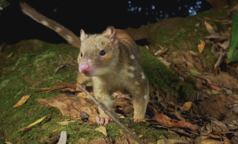 Animal ameaçado de extinção foi capturado por fazendeiro mas conseguiu fugir