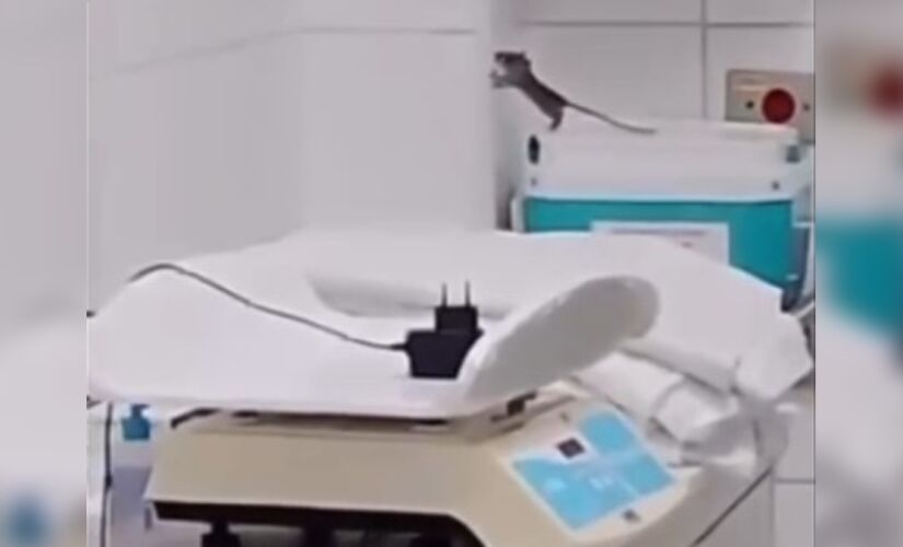 Momento foi gravado e mostra o animal escalando a parede da sala
