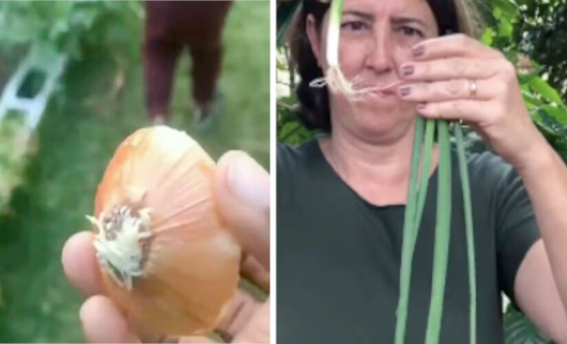 Especialistas explicam se é seguro comer cebolas que brotaram e como evitar o gosto amargo.