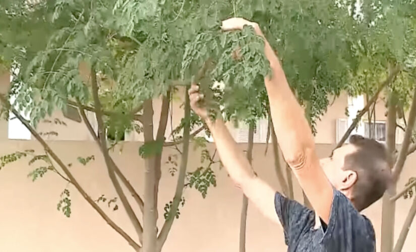 Descubra por que a moringa é chamada de "árvore da vida".