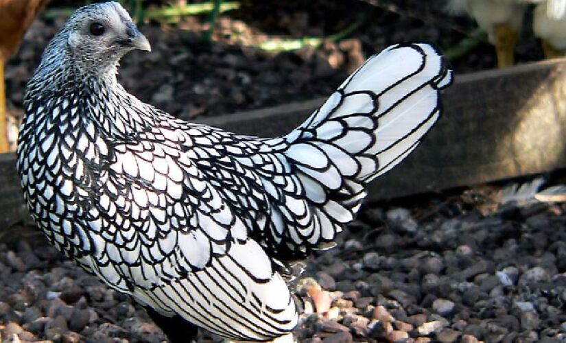 Pequena, elegante e rara: conheça a Sebright, a galinha ornamental que chama atenção pelo desenho único das penas