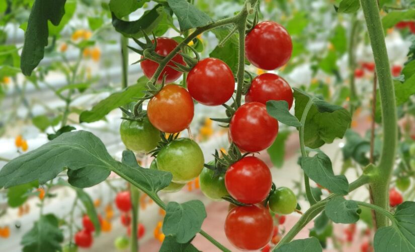 O tomate cereja precisa apenas de algumas horas de sol para crescer saudável