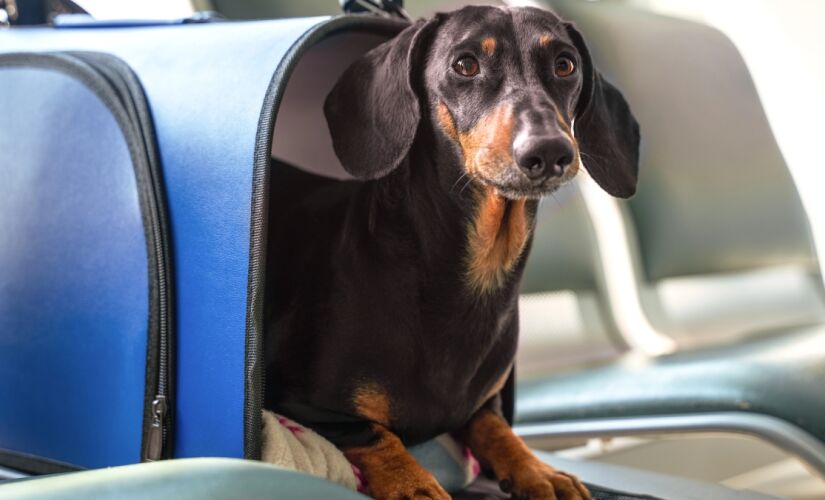 Muitos consumidores passaram a ter receio de usar os serviços aéreos para transporte de animais de estimação ou "pets" (expressão em inglês)