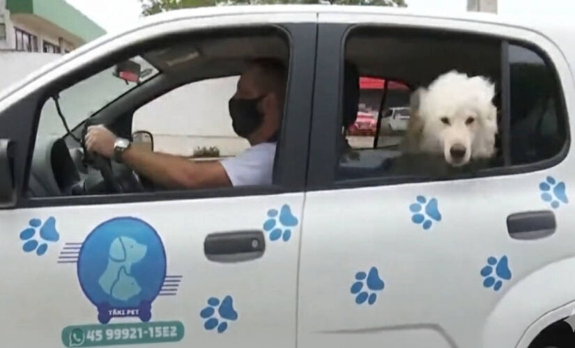 Chega de recusar corrida: conheça o serviço de motorista particular que leva cães e gatos com segurança, afeto e tranquilidade para o banho ou veterinário