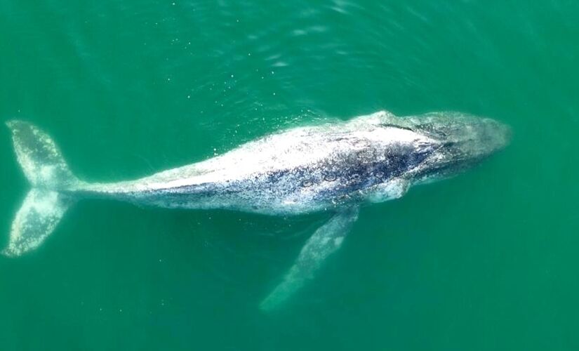 Baleia ficou na superfície do mar por toda a manhã e início da tarde de segunda