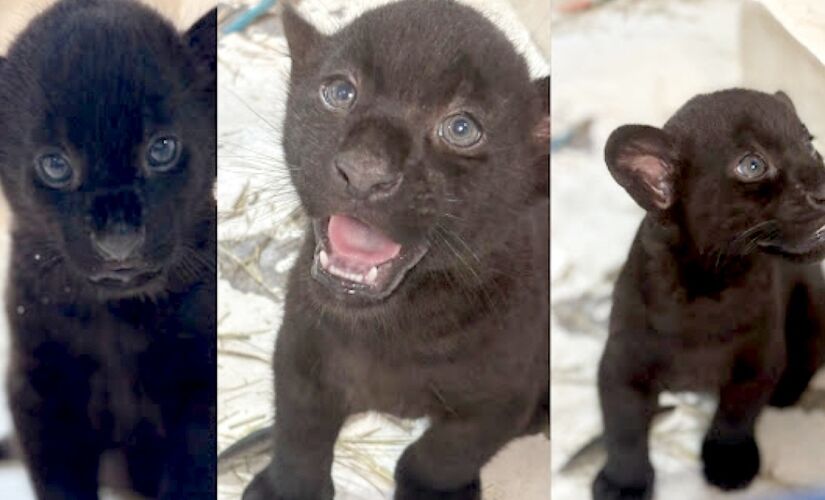 Batizados de Pequi, Baru e Tuquinha, o trio é composto por dois machos e uma fêmea