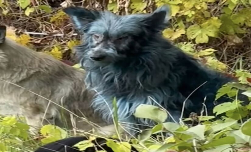 O fato levantou especulações sensacionalistas