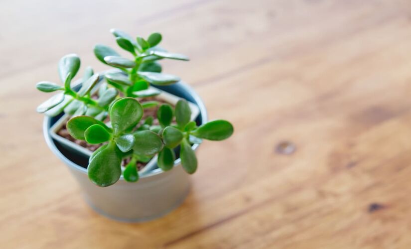 A planta de Jade é famosa pela sua facilidade no cuidado