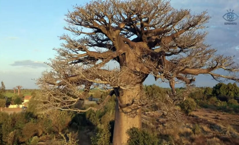 O Baobá é uma das árvores mais antigas conhecidas