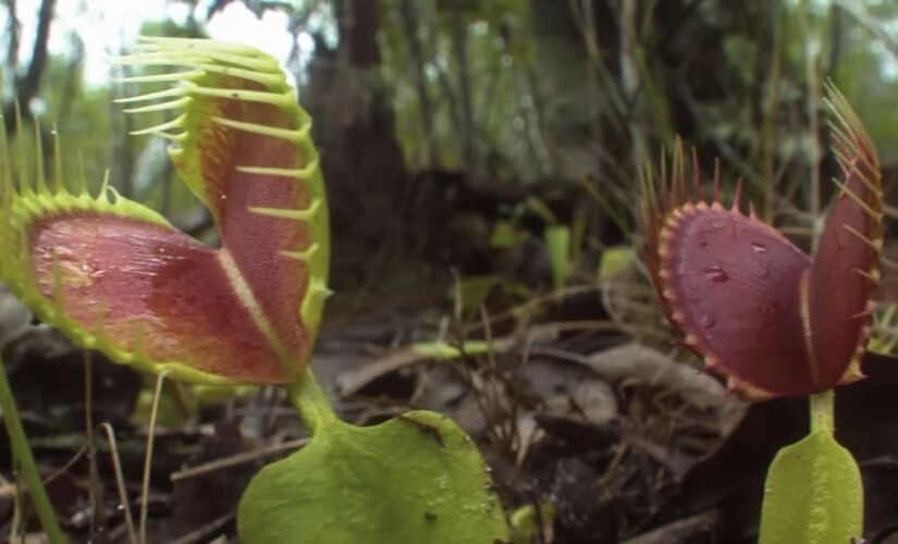 As plantas carnívoras impressionam pela habilidade de adaptação